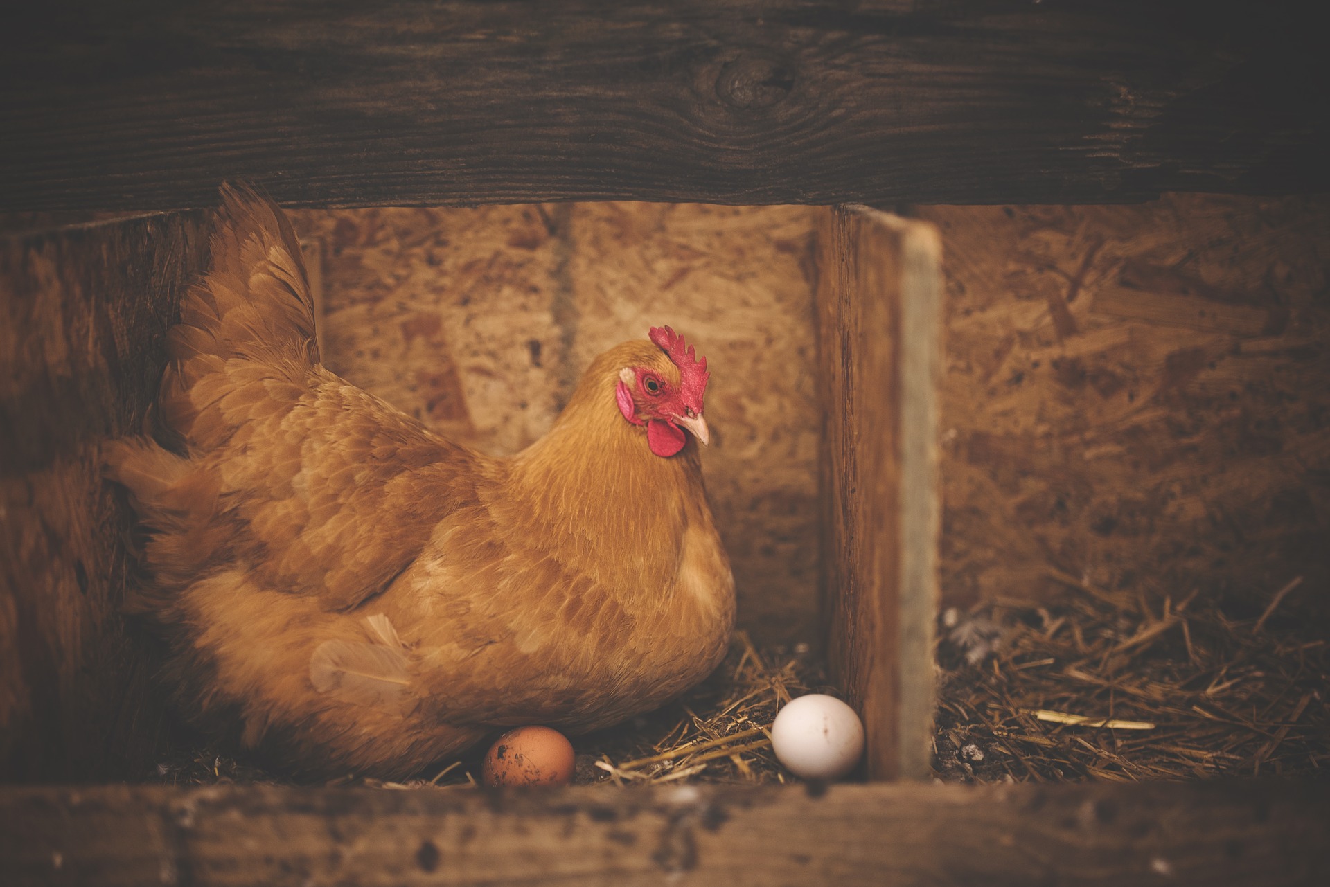Qui de la poule ou de l'œuf est premier ? - AMIF - Association des ...